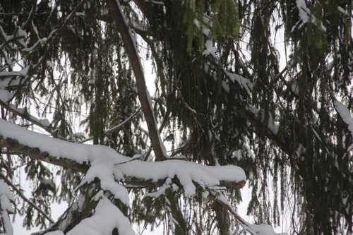 Crested Tit (Lophophanes cristatus), photo 4