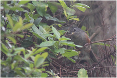 Microspingus cabanisi