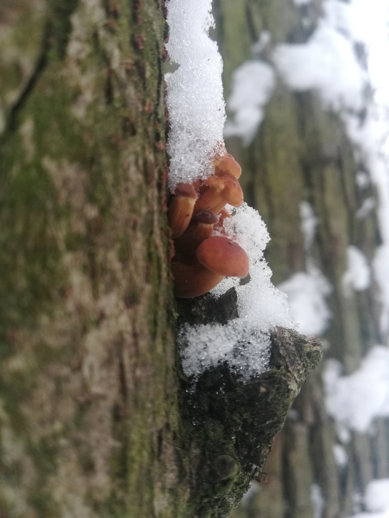 Flammulina velutipes · January 2026 · photo: © nataliaaa68 (iNaturalist, cc-by)