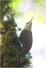 Xiphorhynchus fuscus