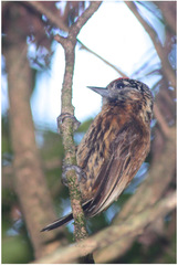 Picumnus nebulosus