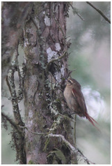 Cranioleuca obsoleta