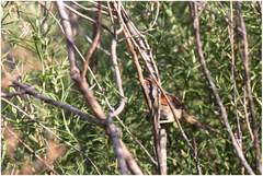 Synallaxis albescens