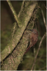 Dendrocolaptes platyrostris