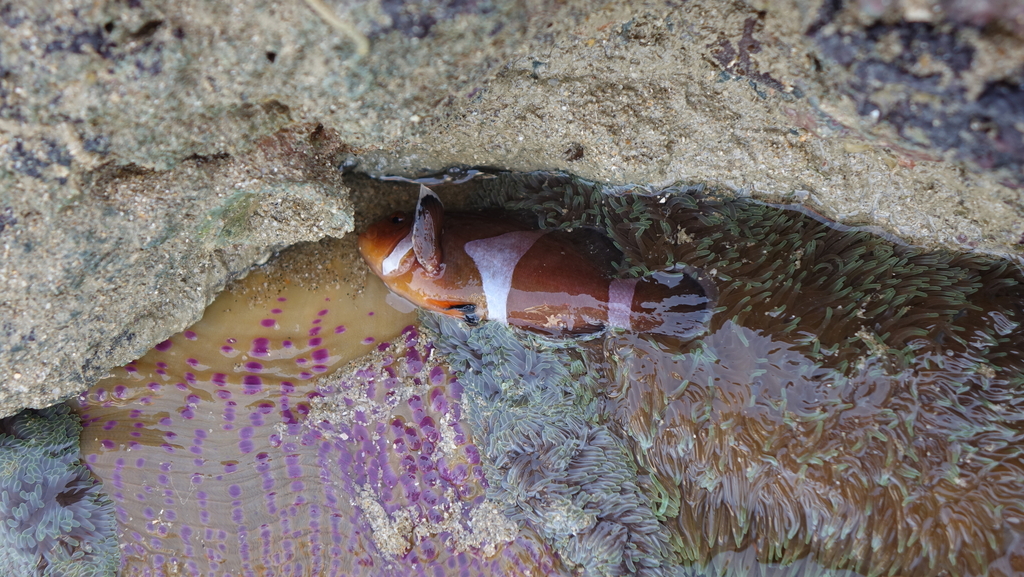 Anemone demoiselle (Amphiprion ocellaris) — Pomacentridae
