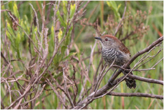 Thamnophilus ruficapillus