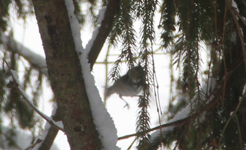 Crested Tit (Lophophanes cristatus), photo 5