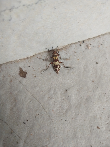 Pyrota proseni
