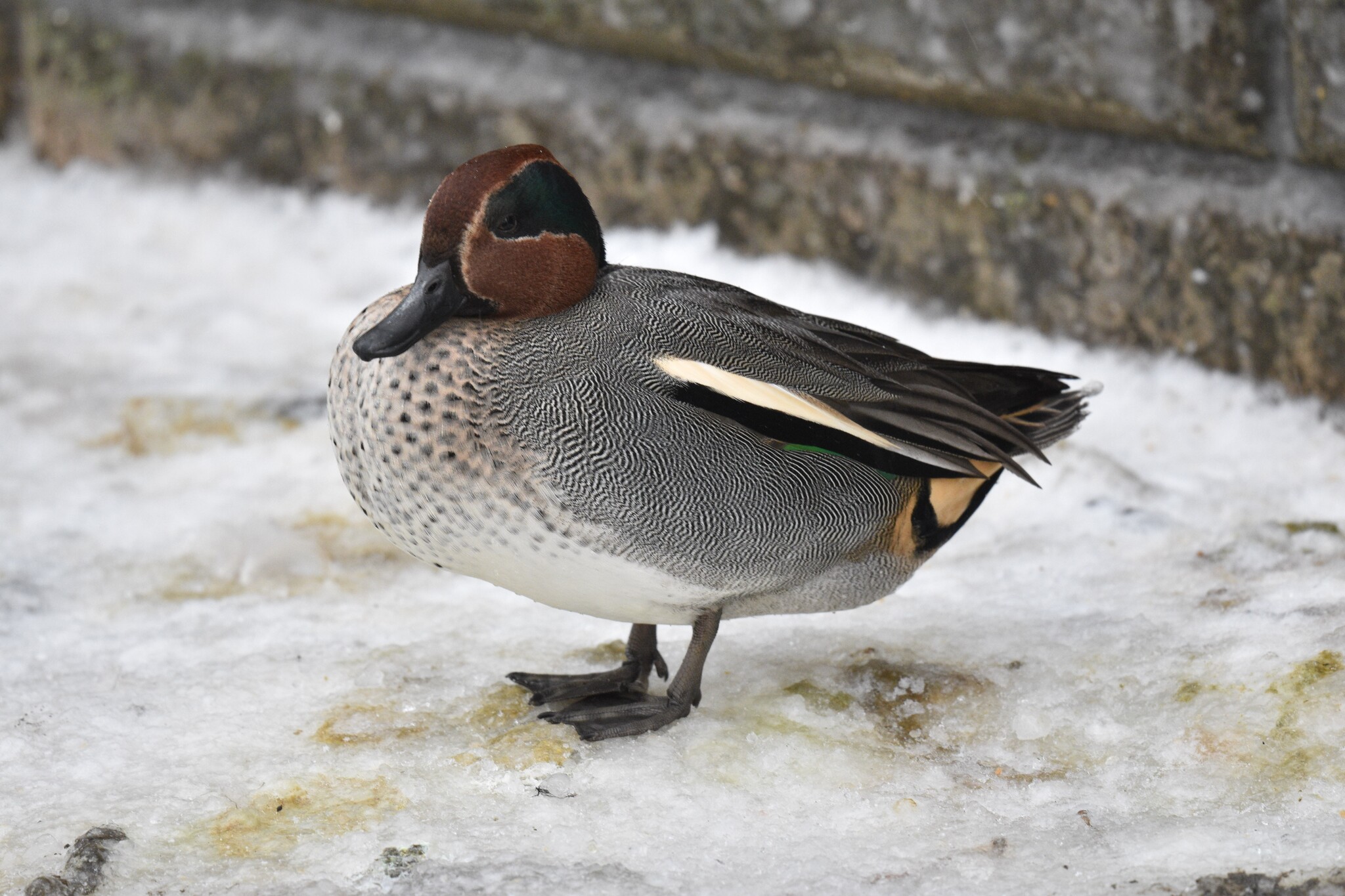 Green-winged Teal (Anas crecca), photo 4