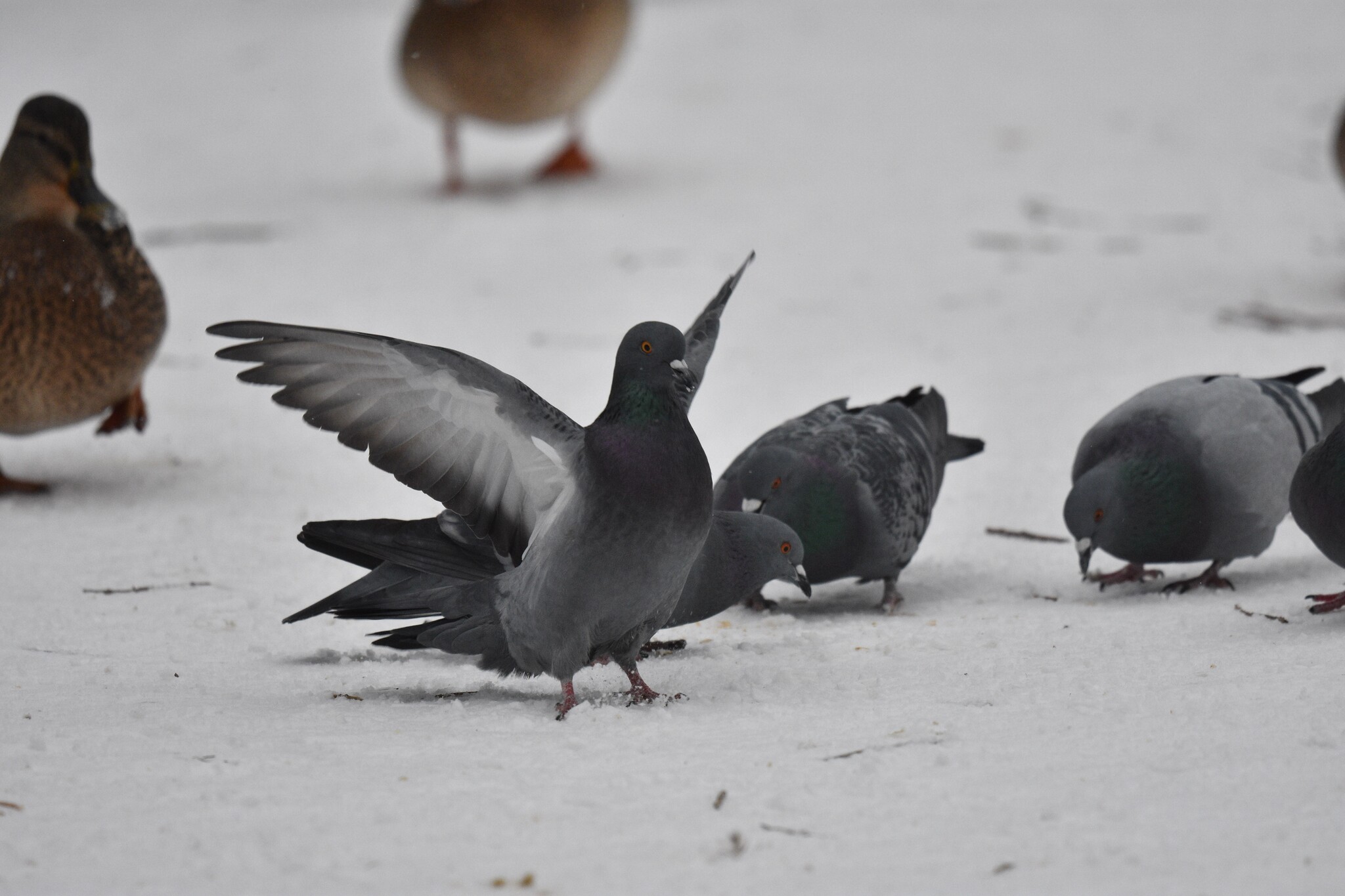 Rock Dove (Columba livia), photo 9