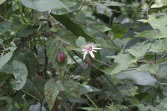 Passiflora rubra