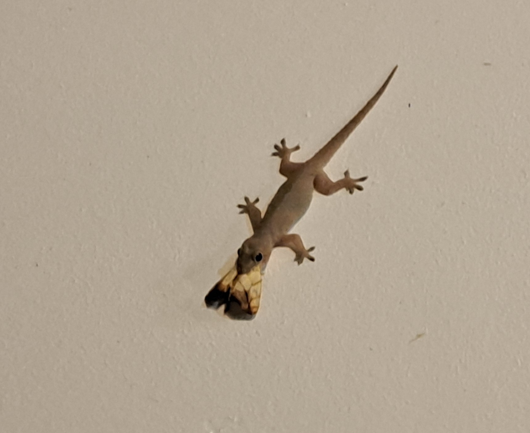 Farasan gecko, Hemidactylus farasani