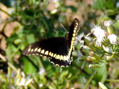 Battus polydamas polydamas