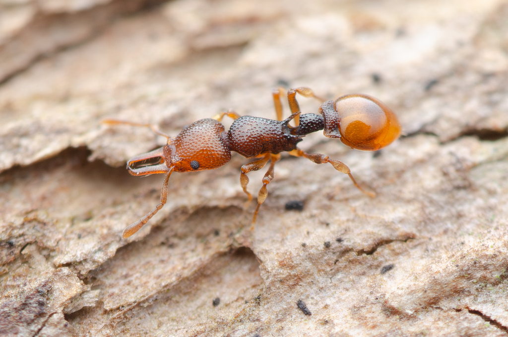 Epopostruma curiosa species group