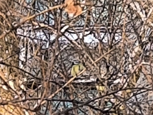 Eurasian Blue Tit (Cyanistes caeruleus), photo 8