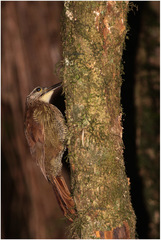 Xiphocolaptes albicollis