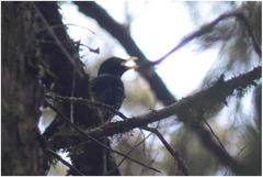 Turdus flavipes