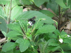 Paratetrapedia moesta