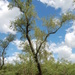 Salix humboldtiana - Photo (c) Leonardo Adrián LEIVA,  זכויות יוצרים חלקיות (CC BY-NC)