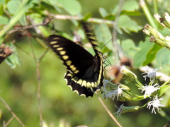 Battus polydamas polydamas