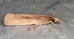 Calamotropha leptogrammellus