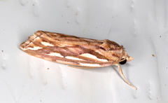 Meyrickella torquesauria