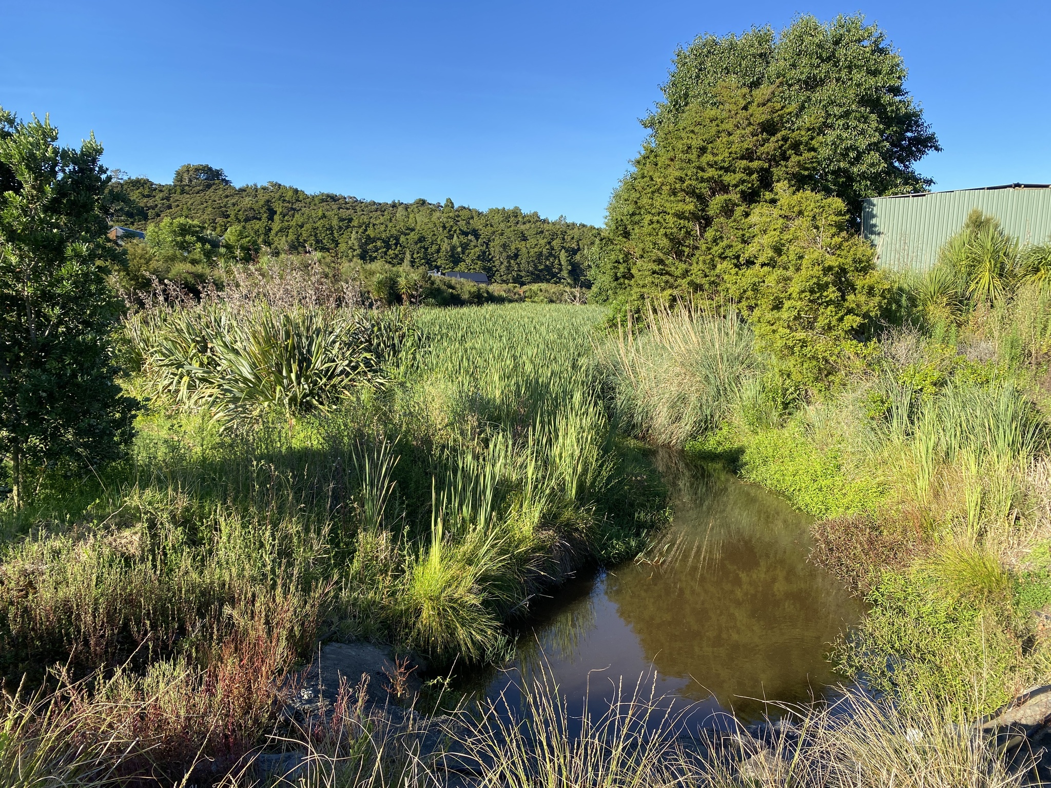 Cattail