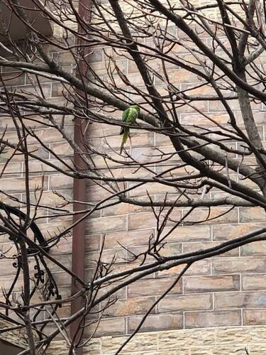 Rose-ringed Parakeet (Psittacula krameri), photo 6