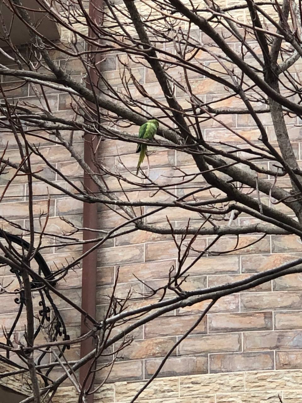 Rose-ringed Parakeet (Psittacula krameri), photo 6