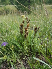 Oxytropis muricata