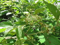 Callicarpa acuminata