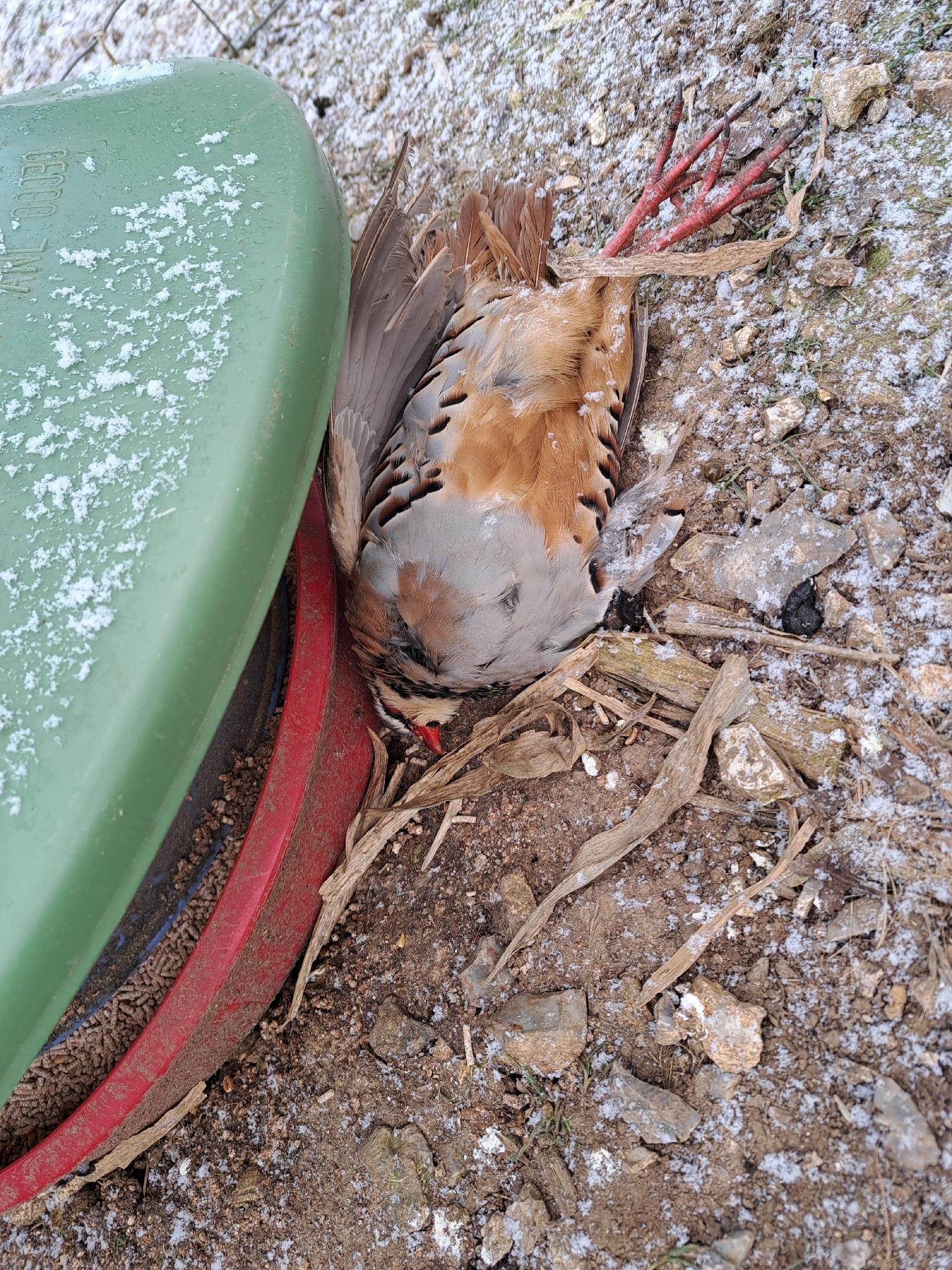 Red-legged Partridge (Alectoris rufa), photo 3