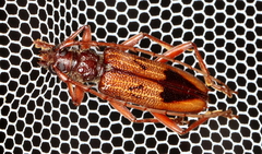 Phoracantha acanthocera