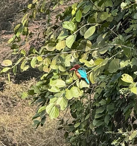 White-throated Kingfisher (Halcyon smyrnensis)