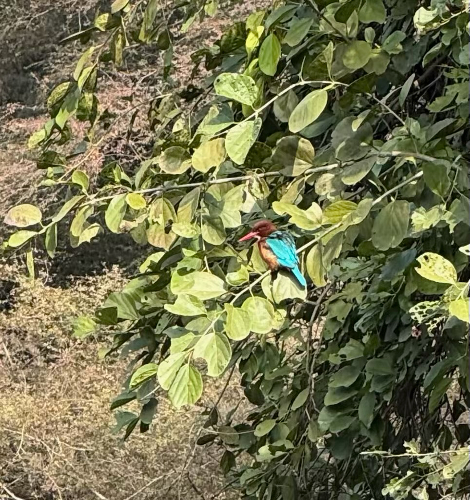 White-throated Kingfisher (Halcyon smyrnensis), photo 1