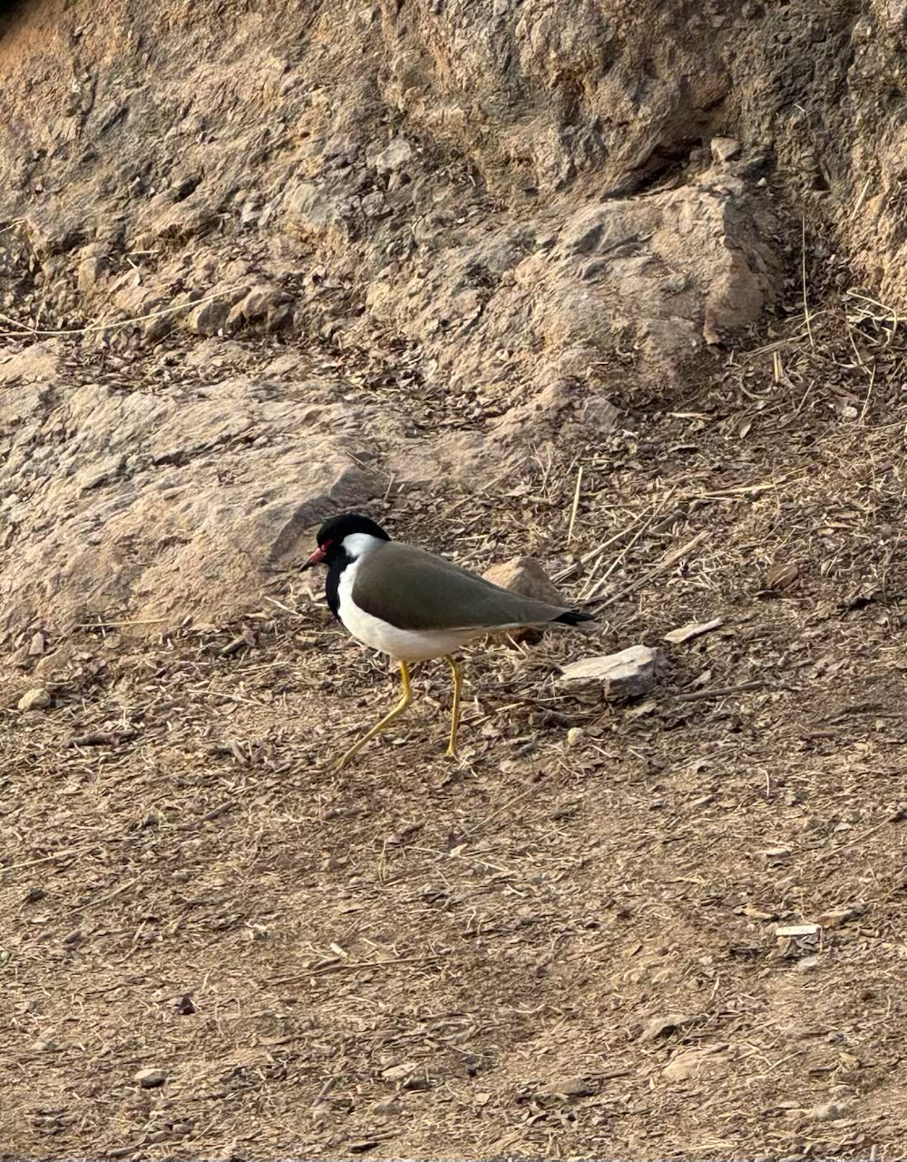 Red-wattled Lapwing (Vanellus indicus), photo 1