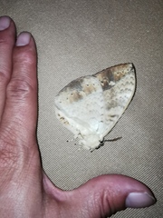 Sphingognatha asclepiades