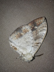 Sphingognatha asclepiades