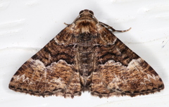 Aporoctena scierodes