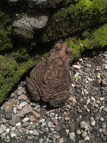 Duttaphrynus melanostictus