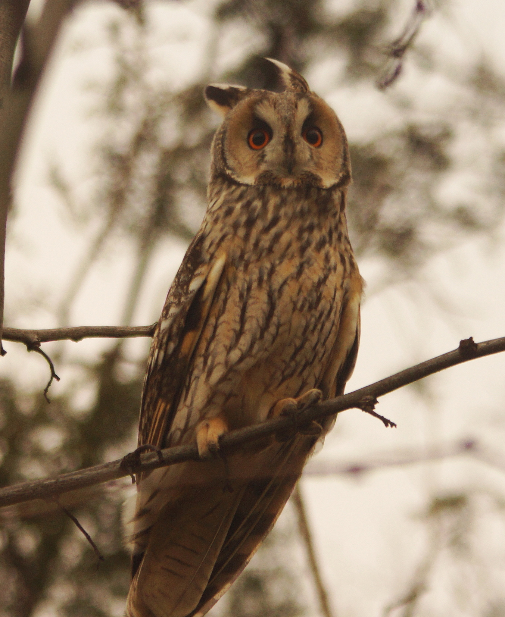 Long-eared Owl (Asio otus), photo 8