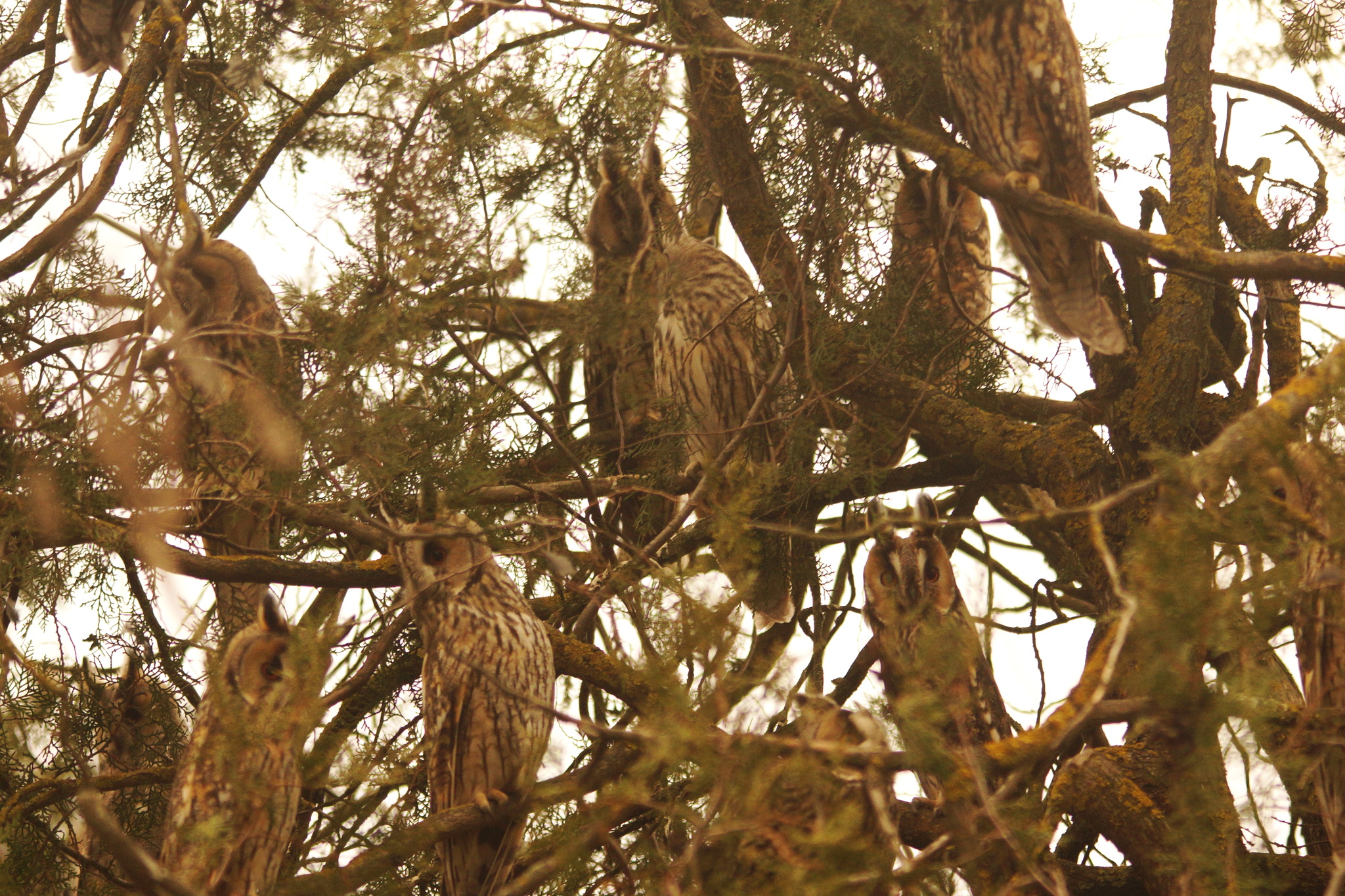 Long-eared Owl (Asio otus), photo 3