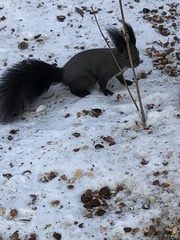 Sciurus vulgaris