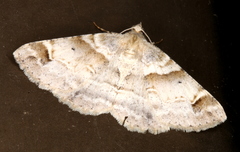 Syneora hemeropa