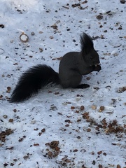 Sciurus vulgaris
