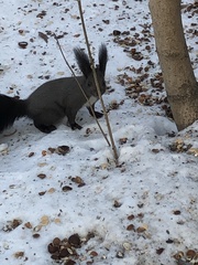 Sciurus vulgaris