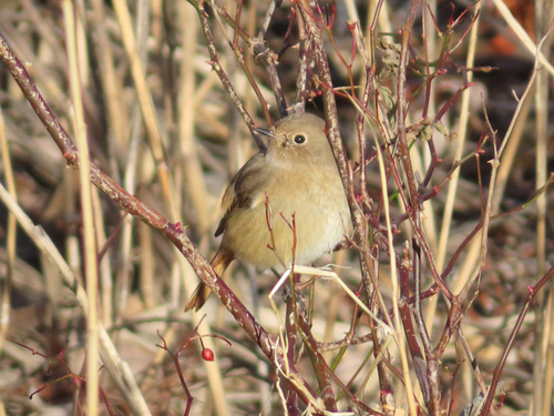 Daurian Redstart (Phoenicurus auroreus), photo 5