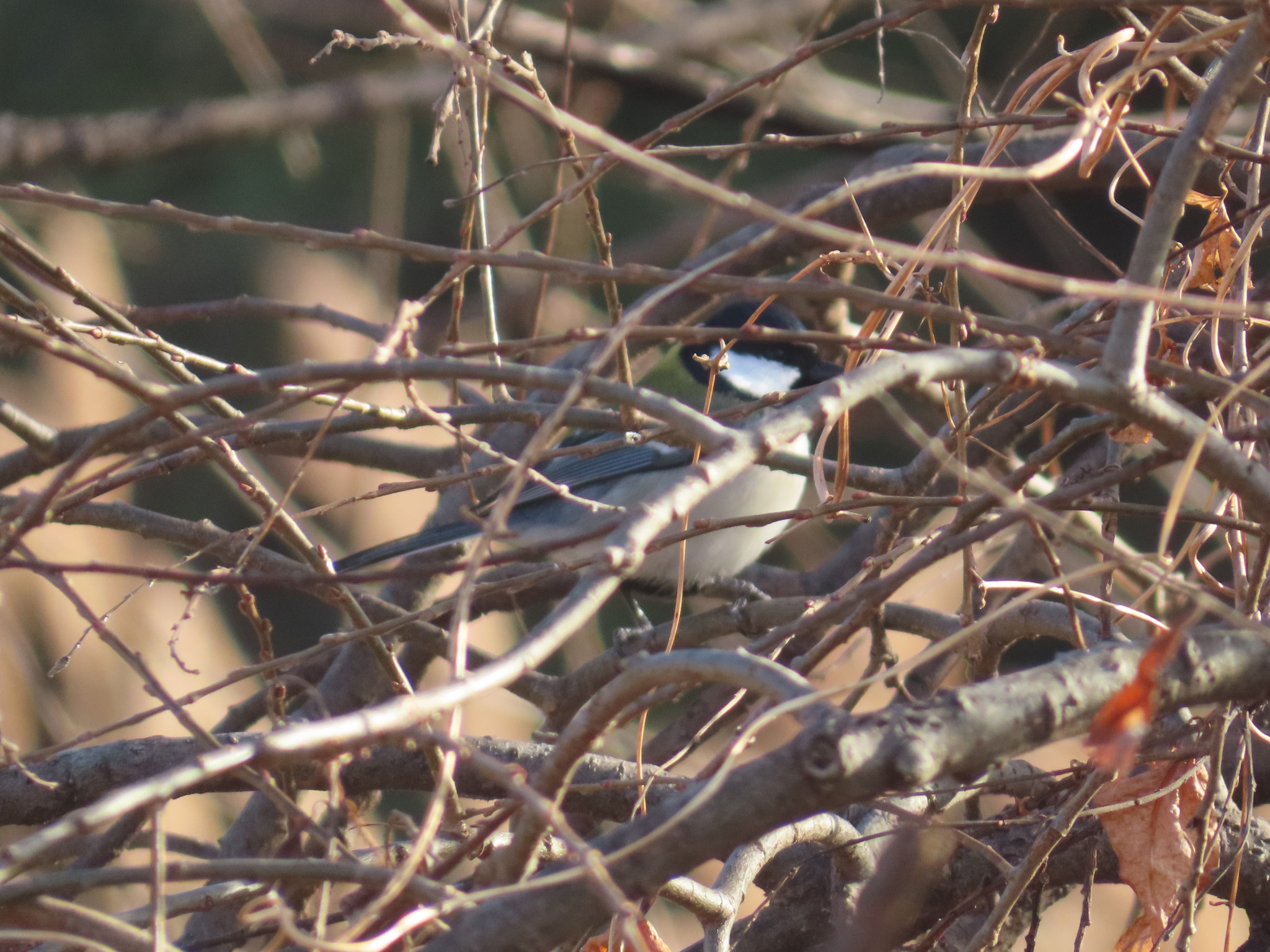 Cinereous Tit (Parus cinereus), photo 9