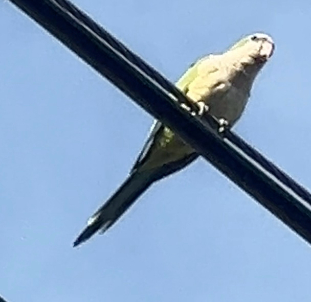 Monk Parakeet (Myiopsitta monachus), photo 6
