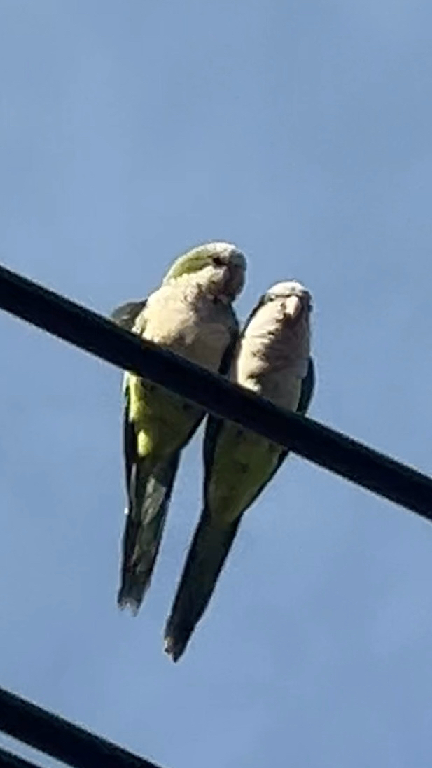 Monk Parakeet (Myiopsitta monachus), photo 7
